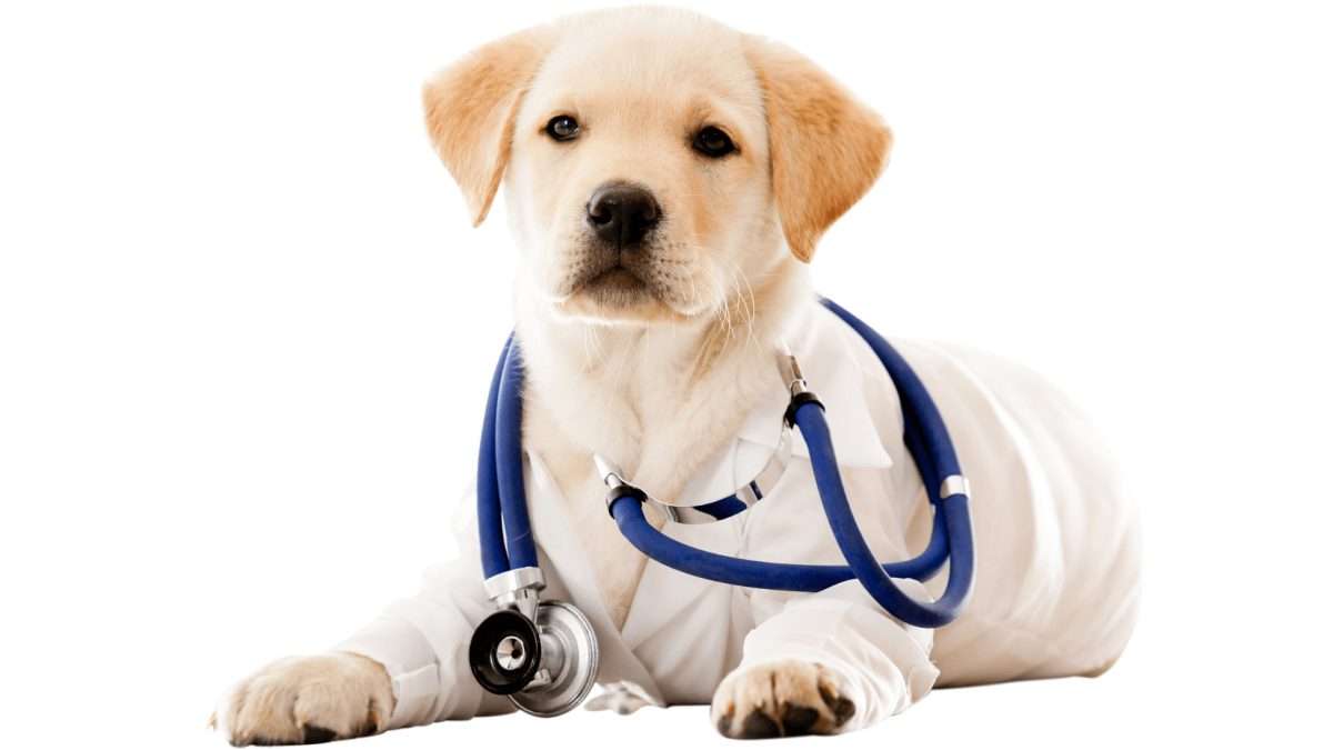 Ein Welpe in einem weißen Arztkittel mit einem Stethoskop um den Hals, der auf dem Boden liegt.