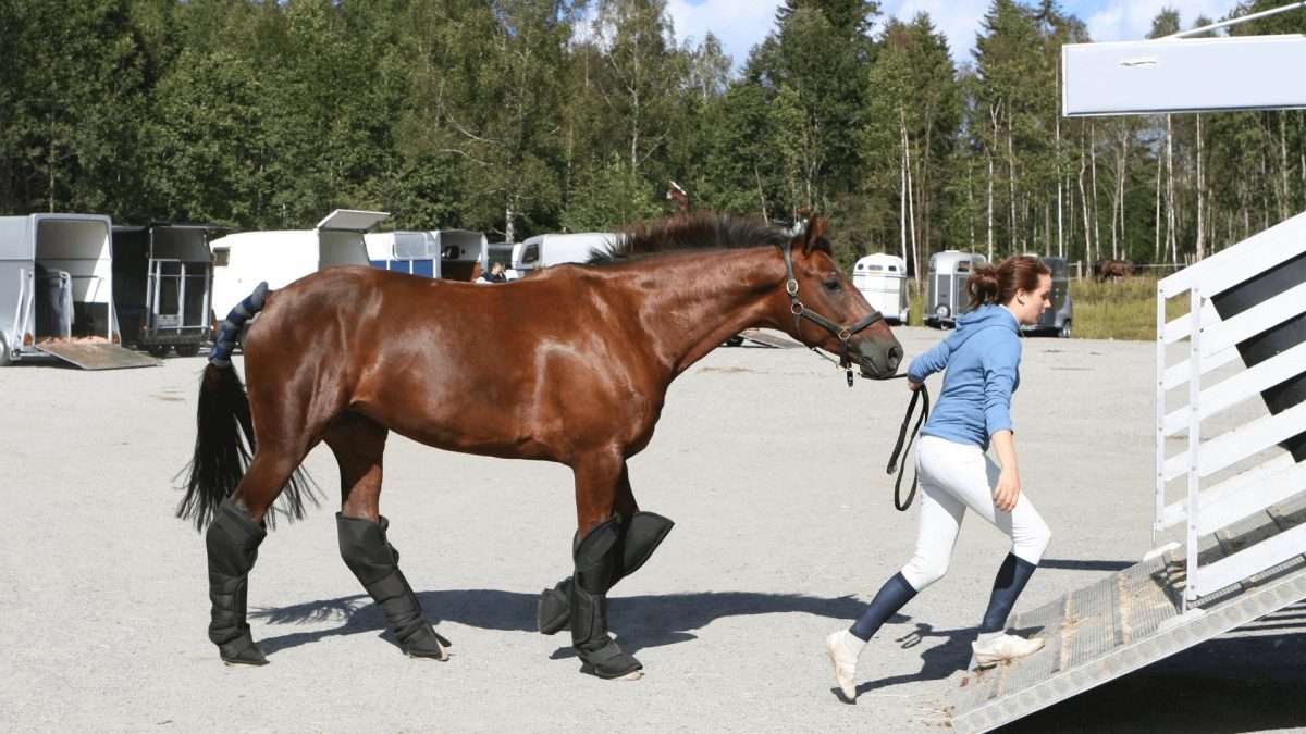 Pferdetransportversicherung: Eine Reiterin führt ein Pferd mit Beinschützern zu einem Transportanhänger.